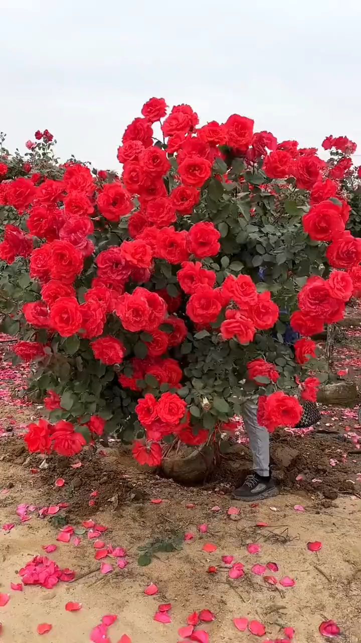 大花树桩月季花大浓香型多季循环开花适合庭院别墅农家小院栽植-度小