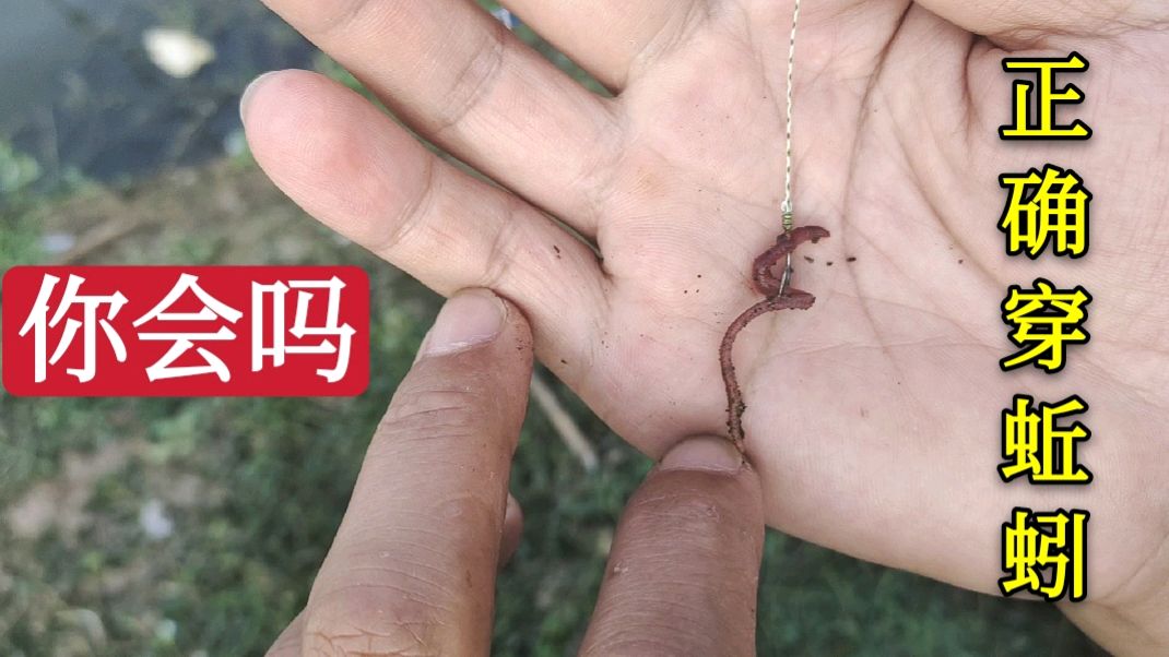 惊!野钓黄骨鱼:正确穿蚯蚓方法,李大毛老师也未必教得这么全面