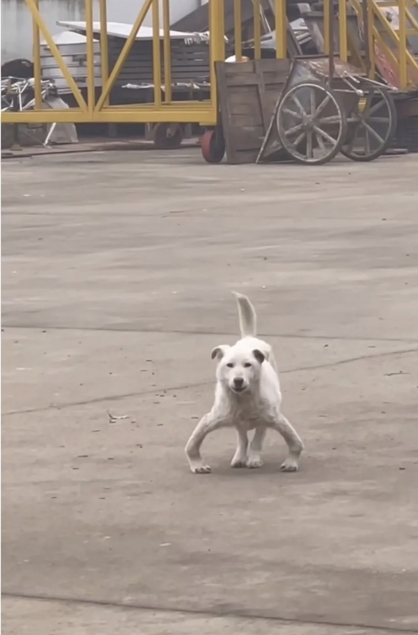 幼犬后腿内八字腿图片图片