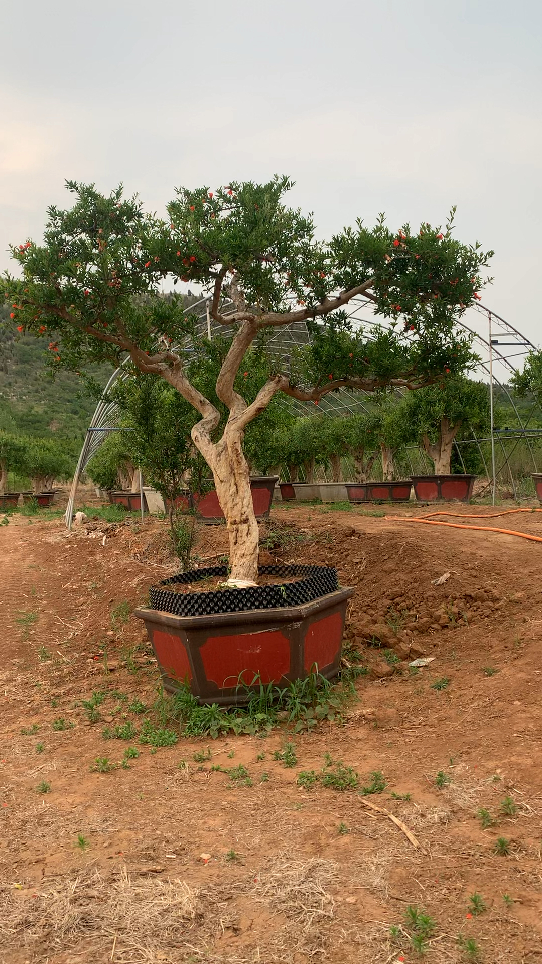 精美造型石榴景观树,骨架树型漂亮大气!
