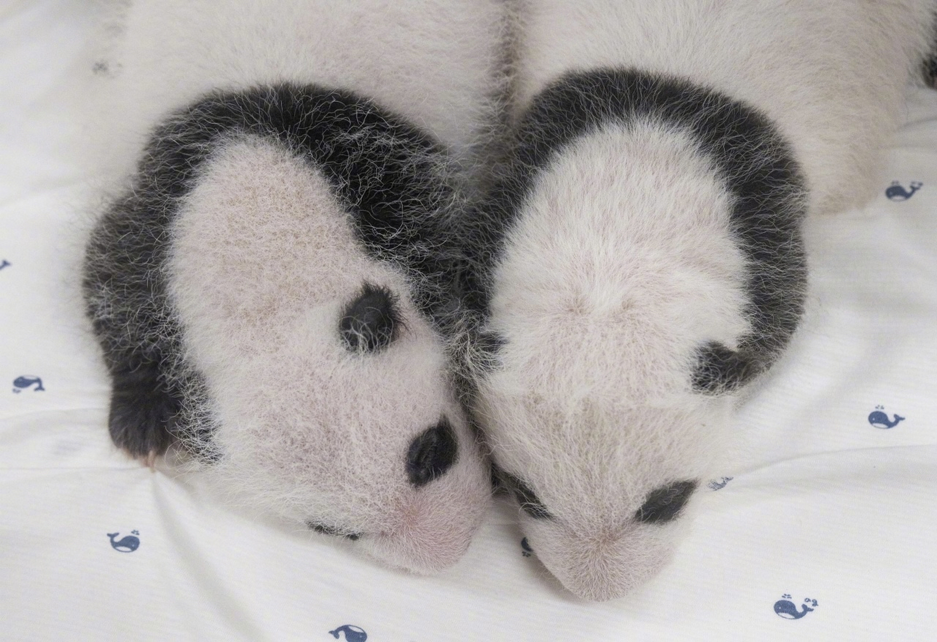 好可爱!#爱宝双胞胎宝宝满月照# 来了!