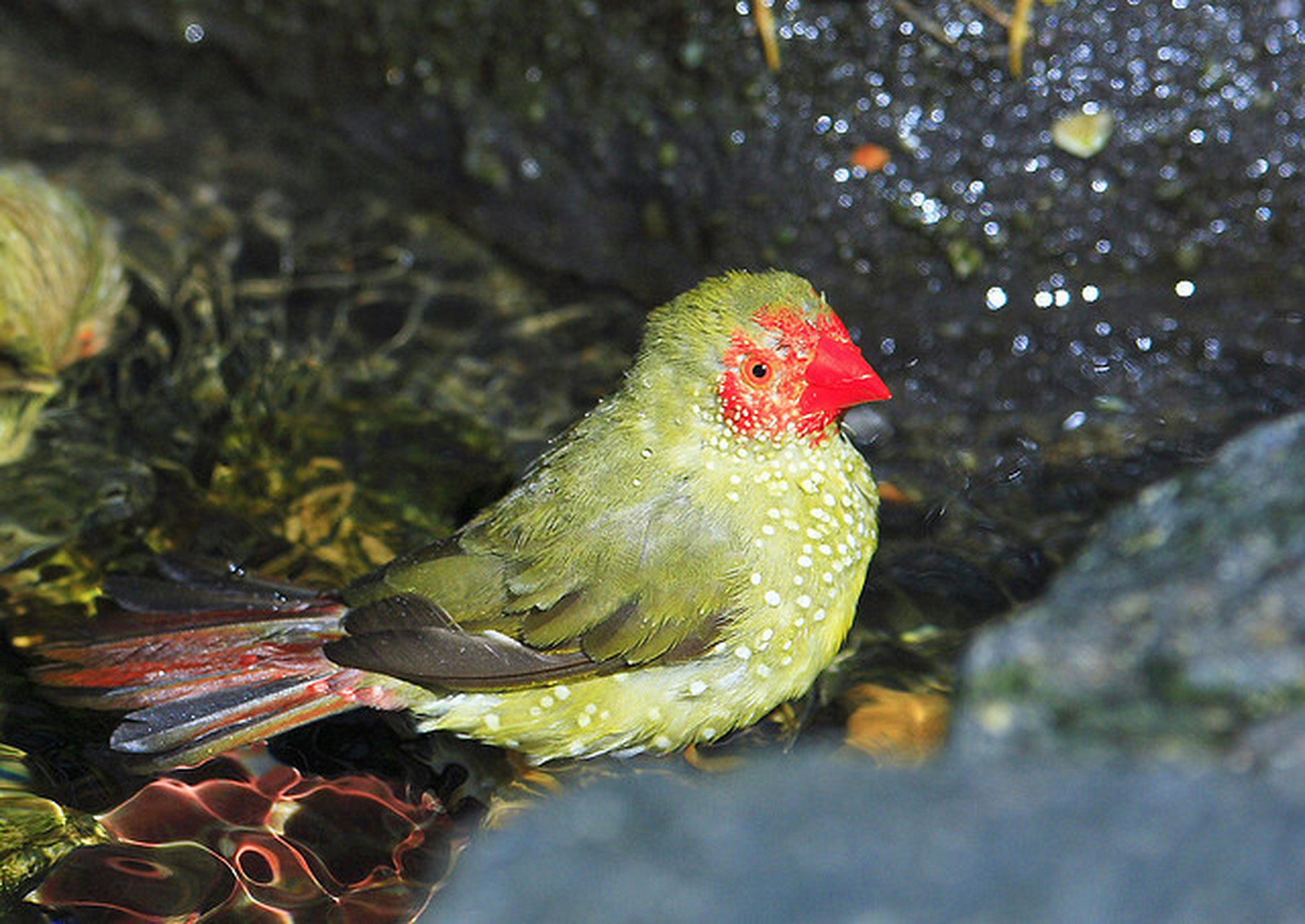 星鸟又名星文鸟,是梅花雀科的小型鸟类,体长12厘米左右,平均体重约为