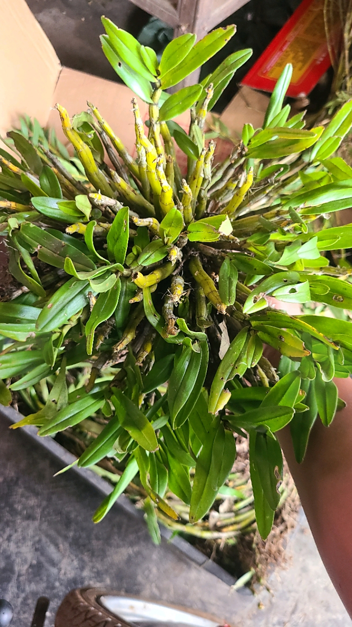 今天运气不错,老表拿来一块黑毛石斛,一斤三两,而且还是短胖型的,可以