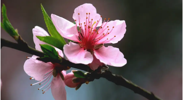 桃花几个花瓣?