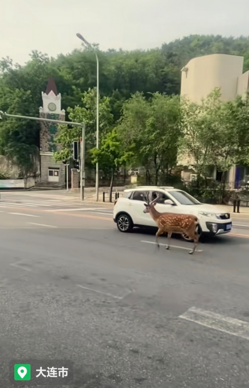 这鹿真悠闲,走在路上还都得让着它