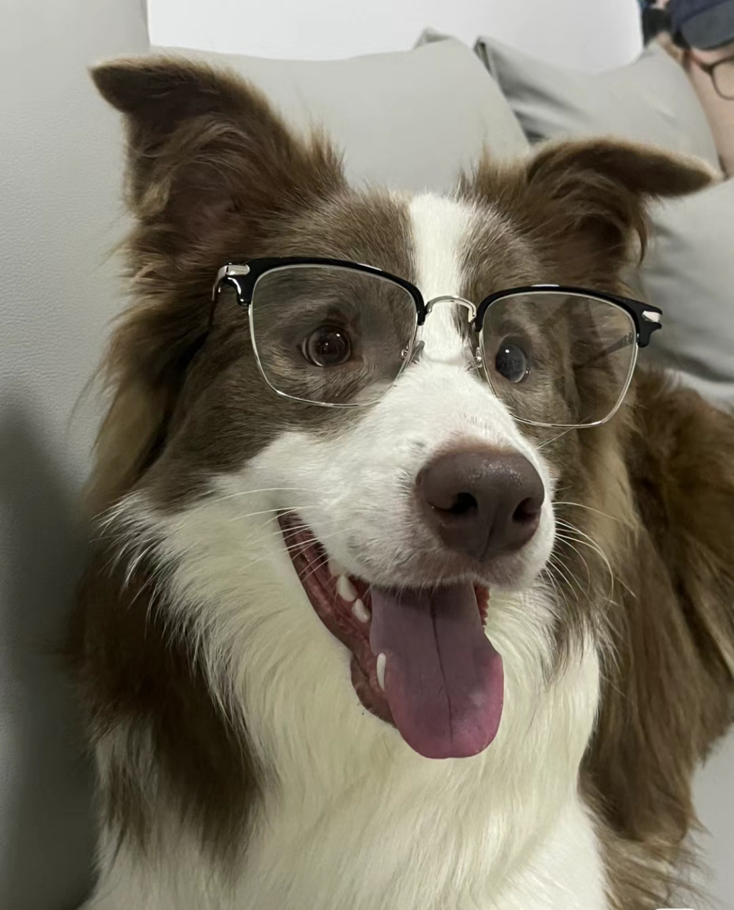 见过戴眼镜最帅的狗狗98