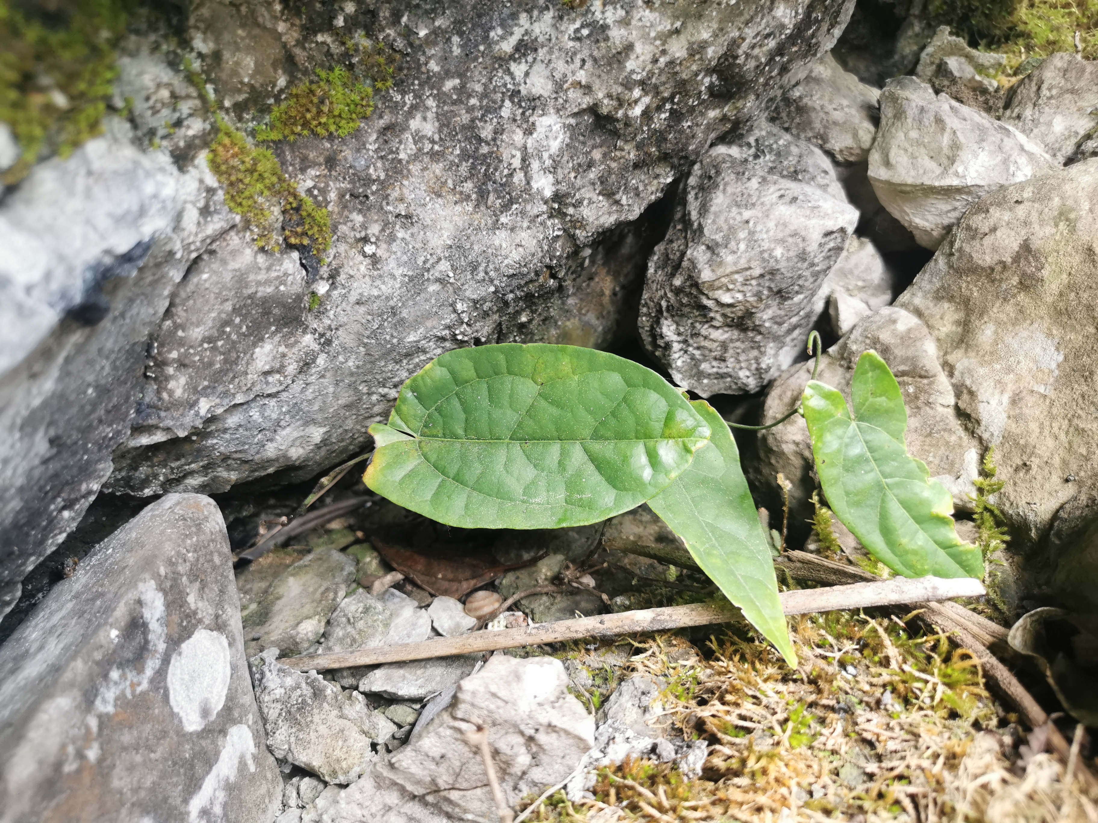 农村这种植物,被称为传说中的金线吊葫芦,清热解毒滋阴降火