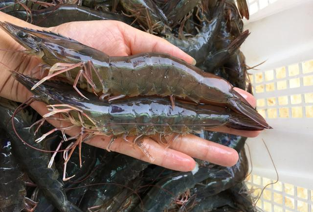 罗氏虾基围虾明虾区别很大,味道也相差很大,买错多花钱还不好吃