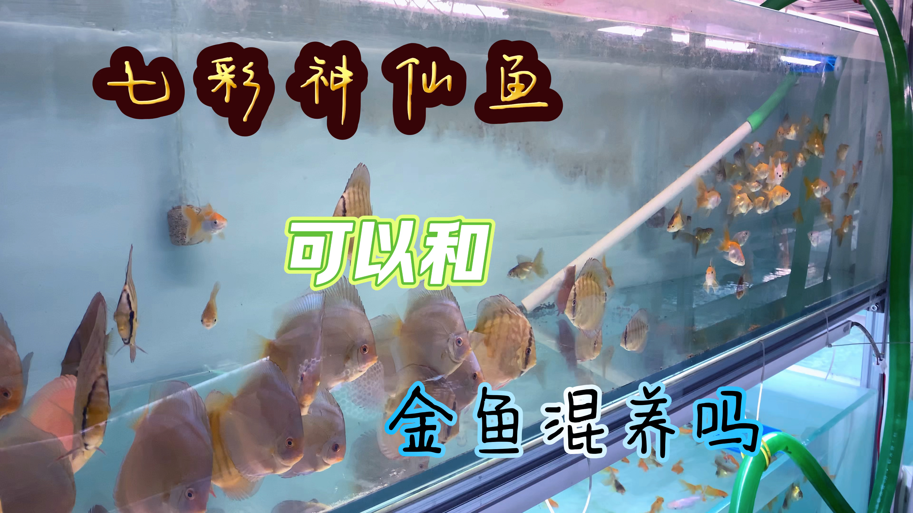 很多人都问过我这个问题,七彩神仙鱼可以和金鱼混养吗?来看看