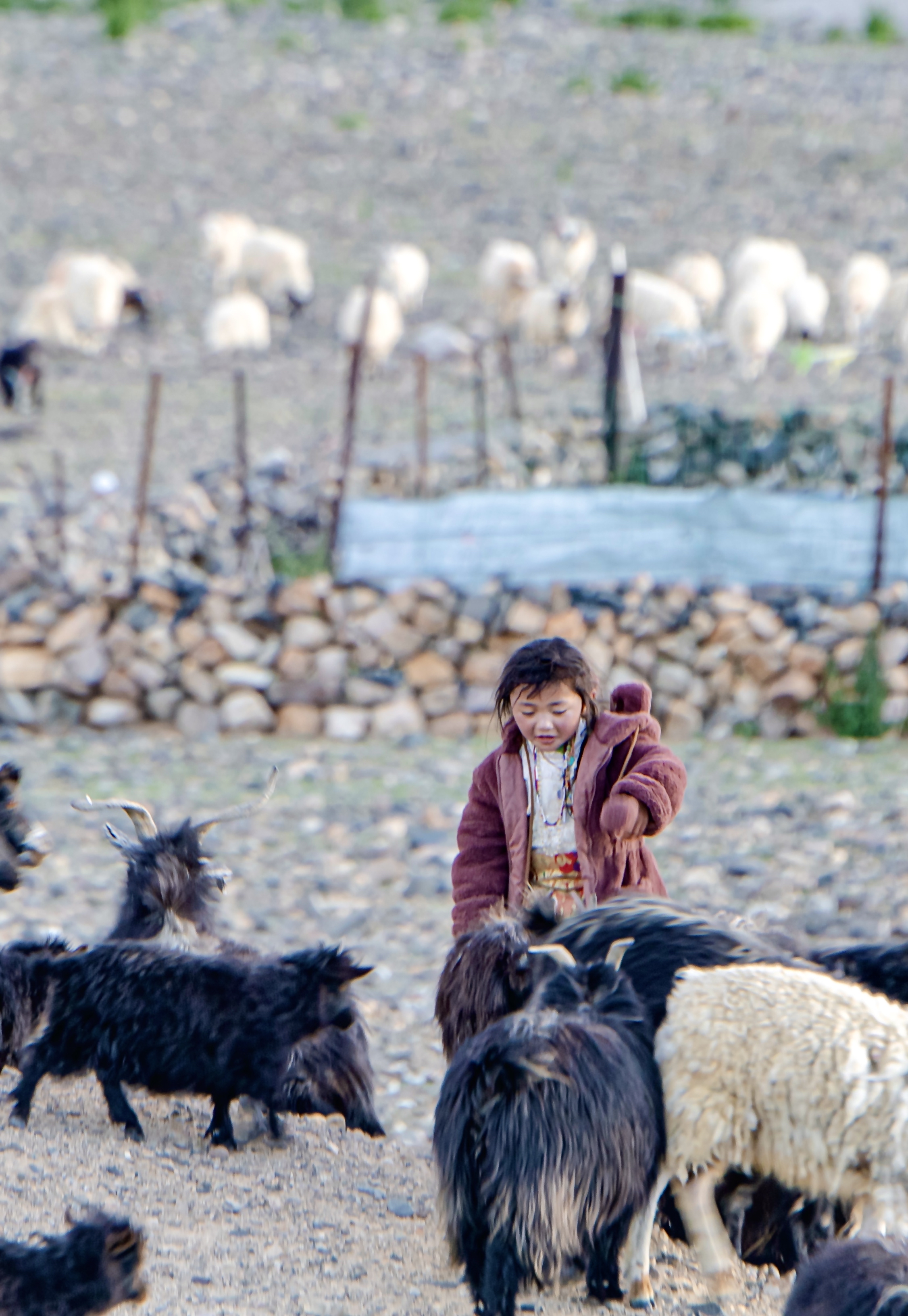 藏族小姑娘在放羊