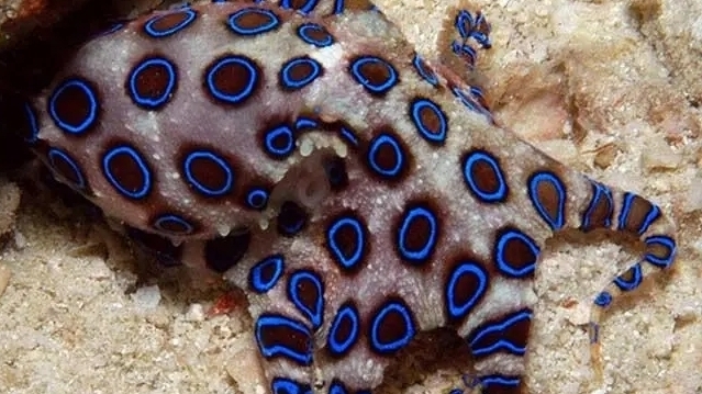 日本美食博主吃僧帽水母