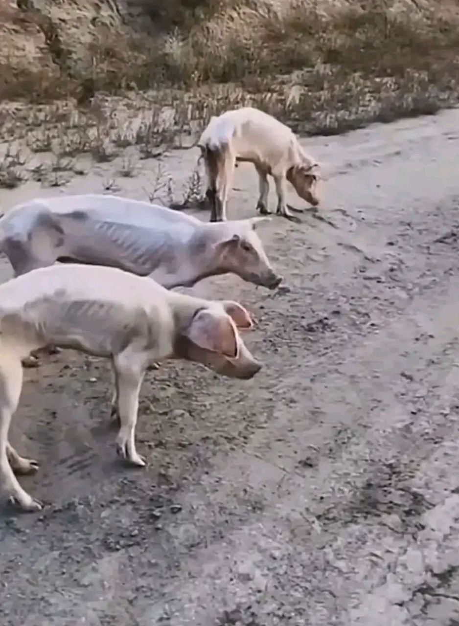 这猪咋瘦成这样了,只剩排骨了吧?猛一看还以为是狗呢