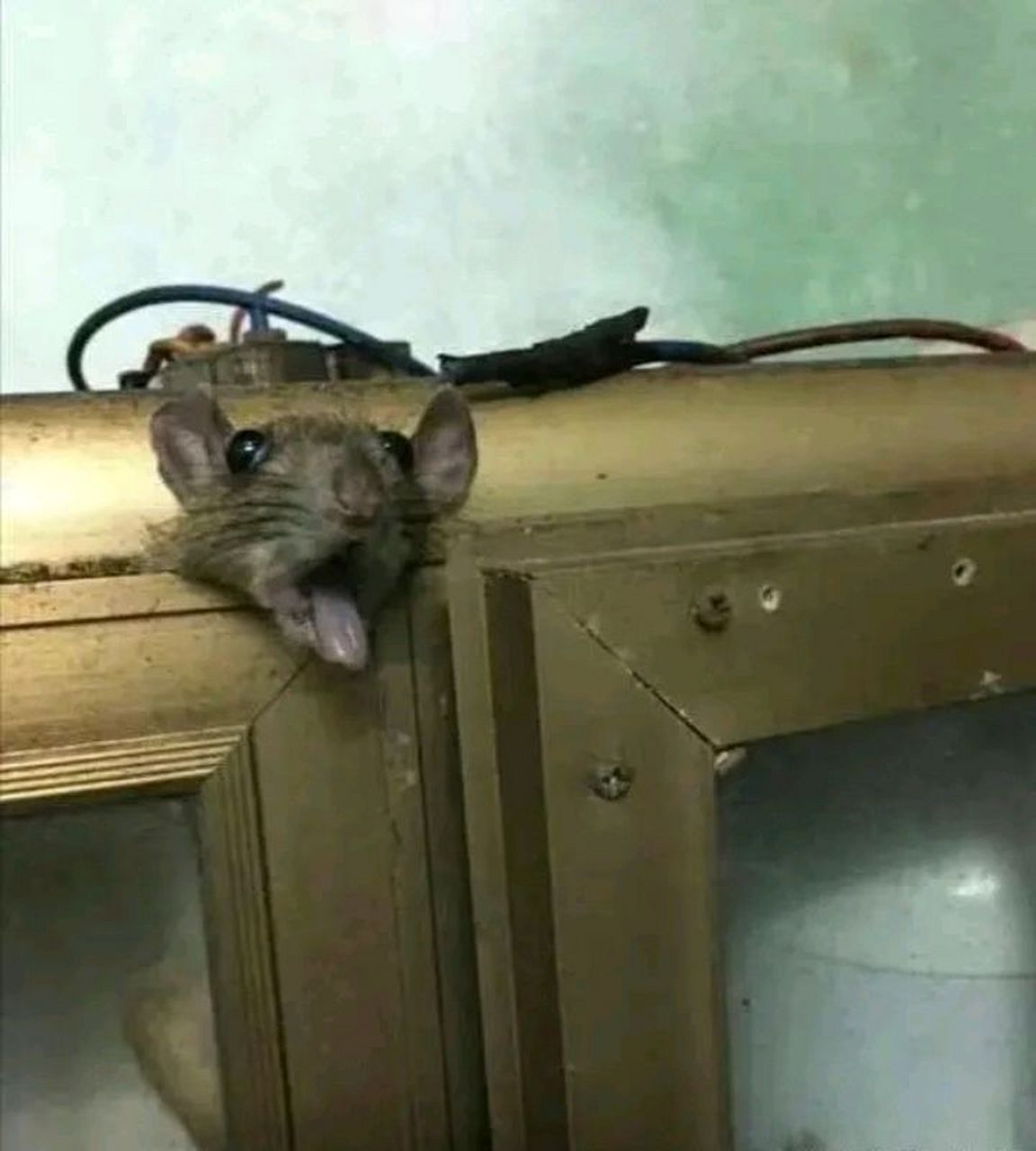 网友:这只老鼠死的太惨了,简直就是死不瞑目!
