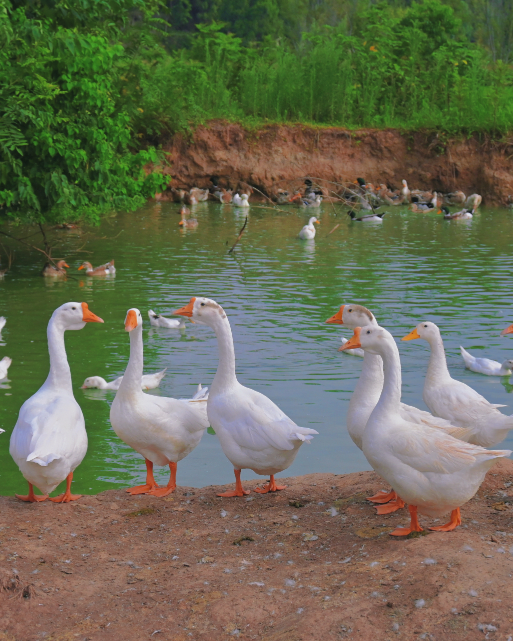 鸭子08和大白鹅在水中游得很欢乐
