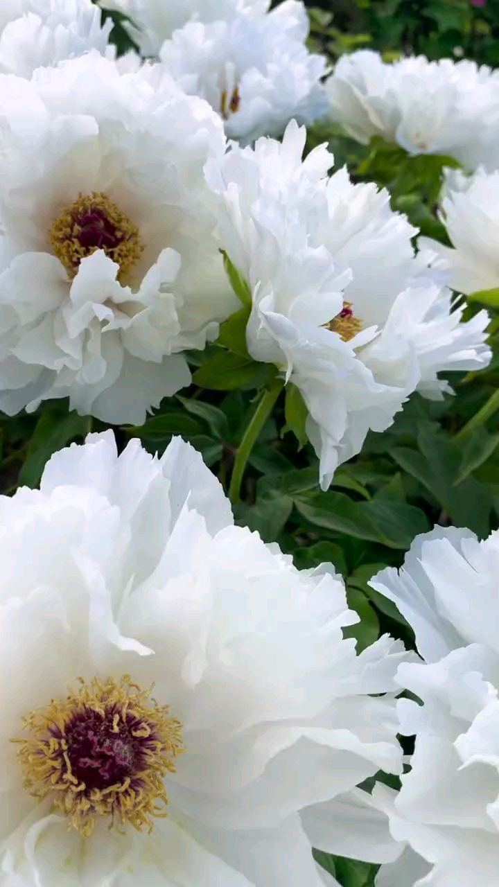 白牡丹:飞雪迎夏#菏泽牡丹#牡丹花开#国色天香牡丹花-度小视