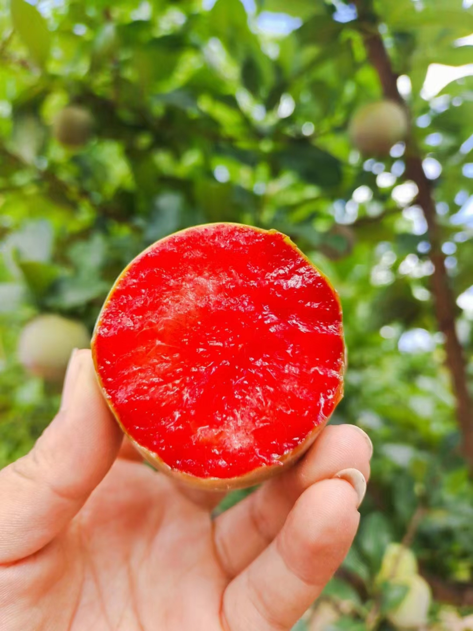 时令水果,绿皮红心味帝李子,李子里面帝王味道,天花板级别的口感,绿皮