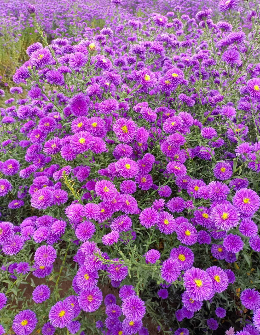 紫色的像菊花的花图片