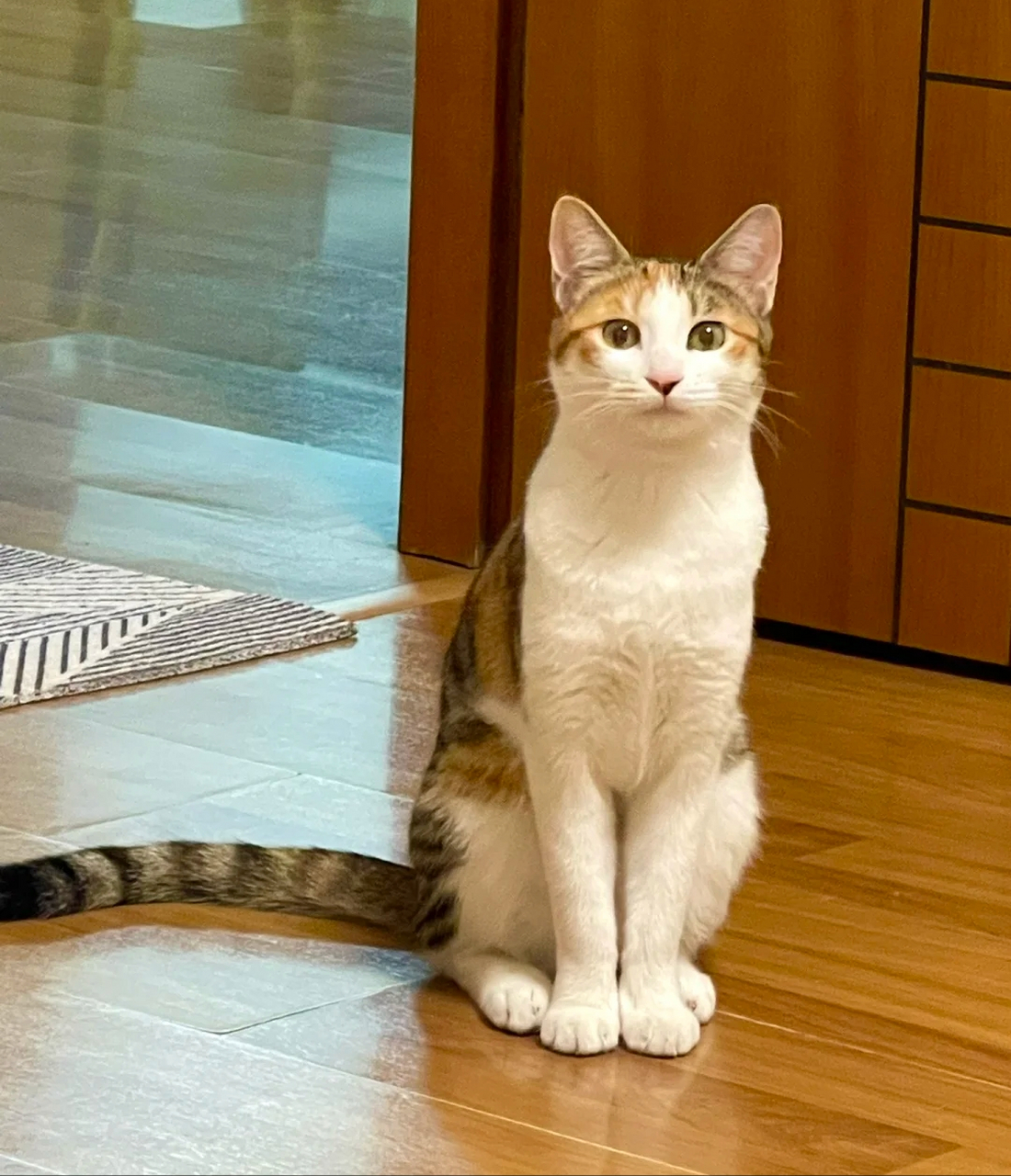 看到我拿手机,立即开始表情管理,坐的嘎嘎端正!