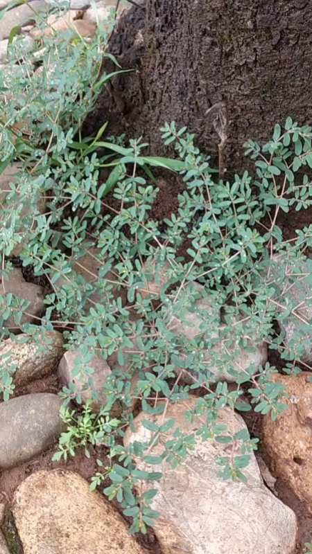 此草名叫红线草带额家人们长礼知识.-度小视