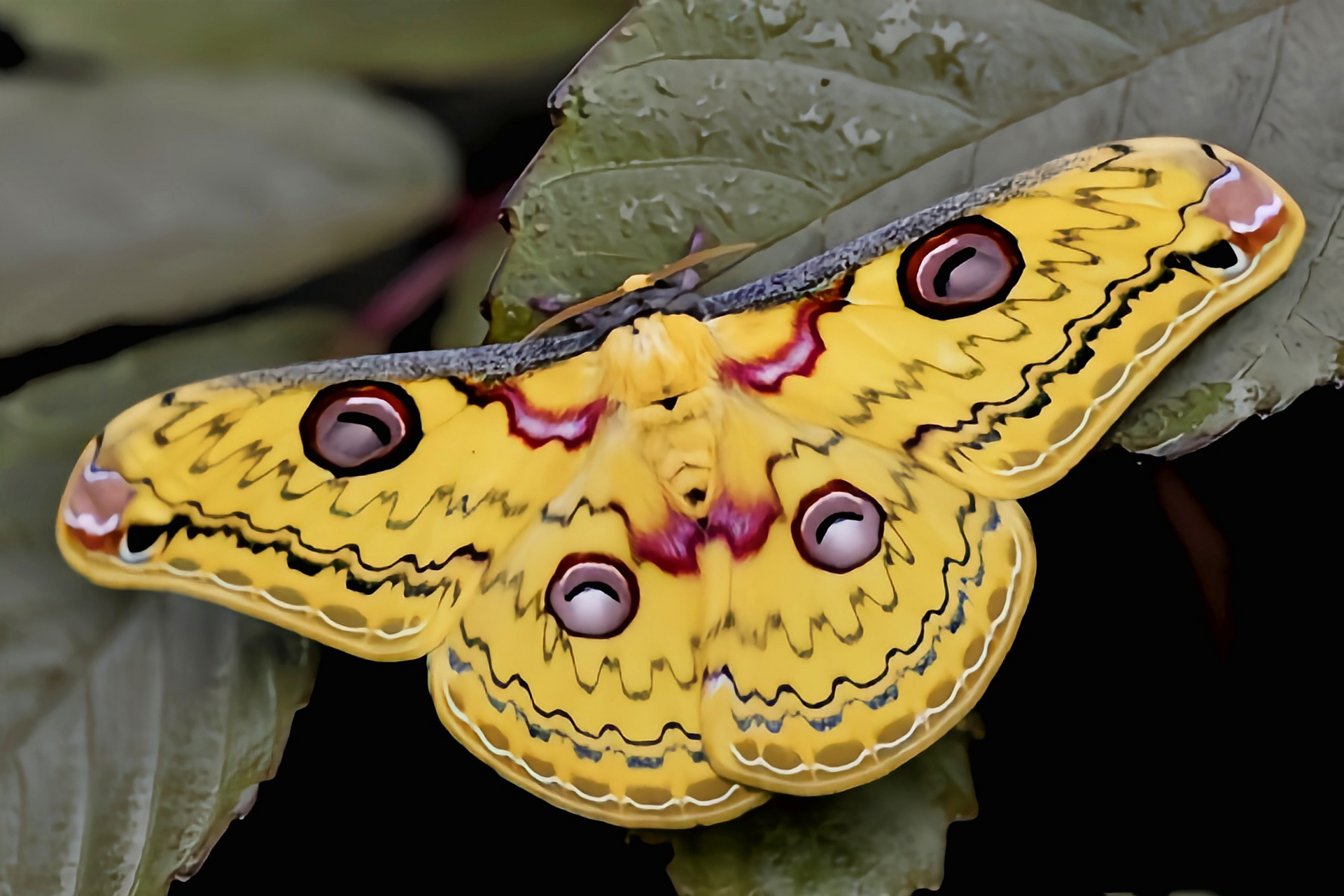 每天认识一种昆虫——粤豹天蚕蛾  粤豹天蚕蛾是鳞翅目,大蚕蛾科昆虫