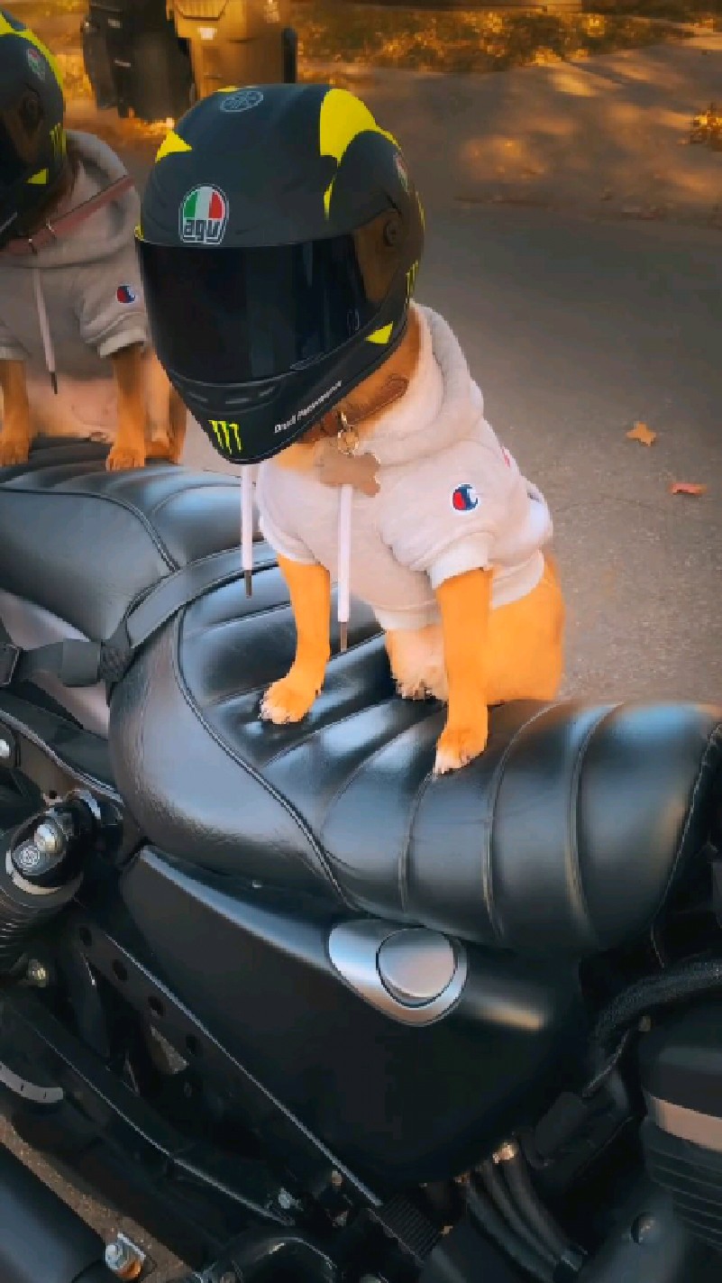 戴摩托车头盔的小狗