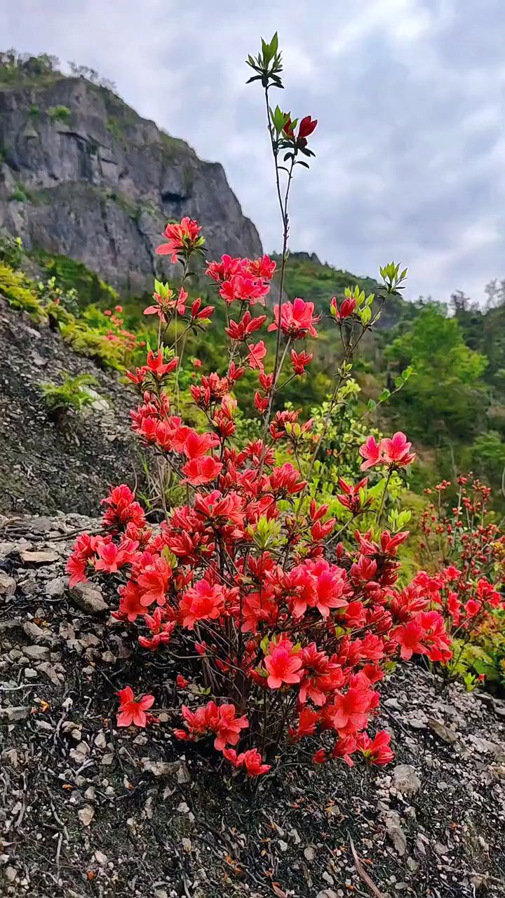 遠方的山坡上,一陣陣野花香#治癒系風景