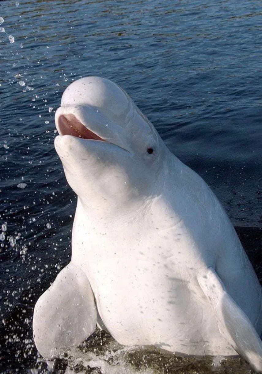 大连海洋馆勇担环保责任无条件收容受核污染影响的海洋生物