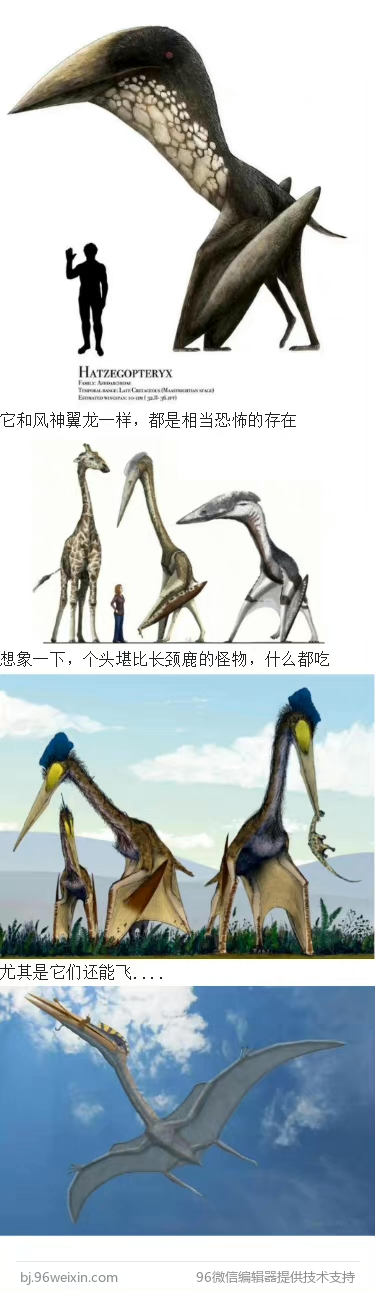 哈特兹哥翼龙,长得好奇怪