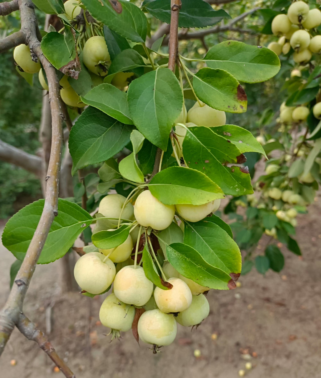 海棠果.今年的果子好像结得特别多硕果累累.