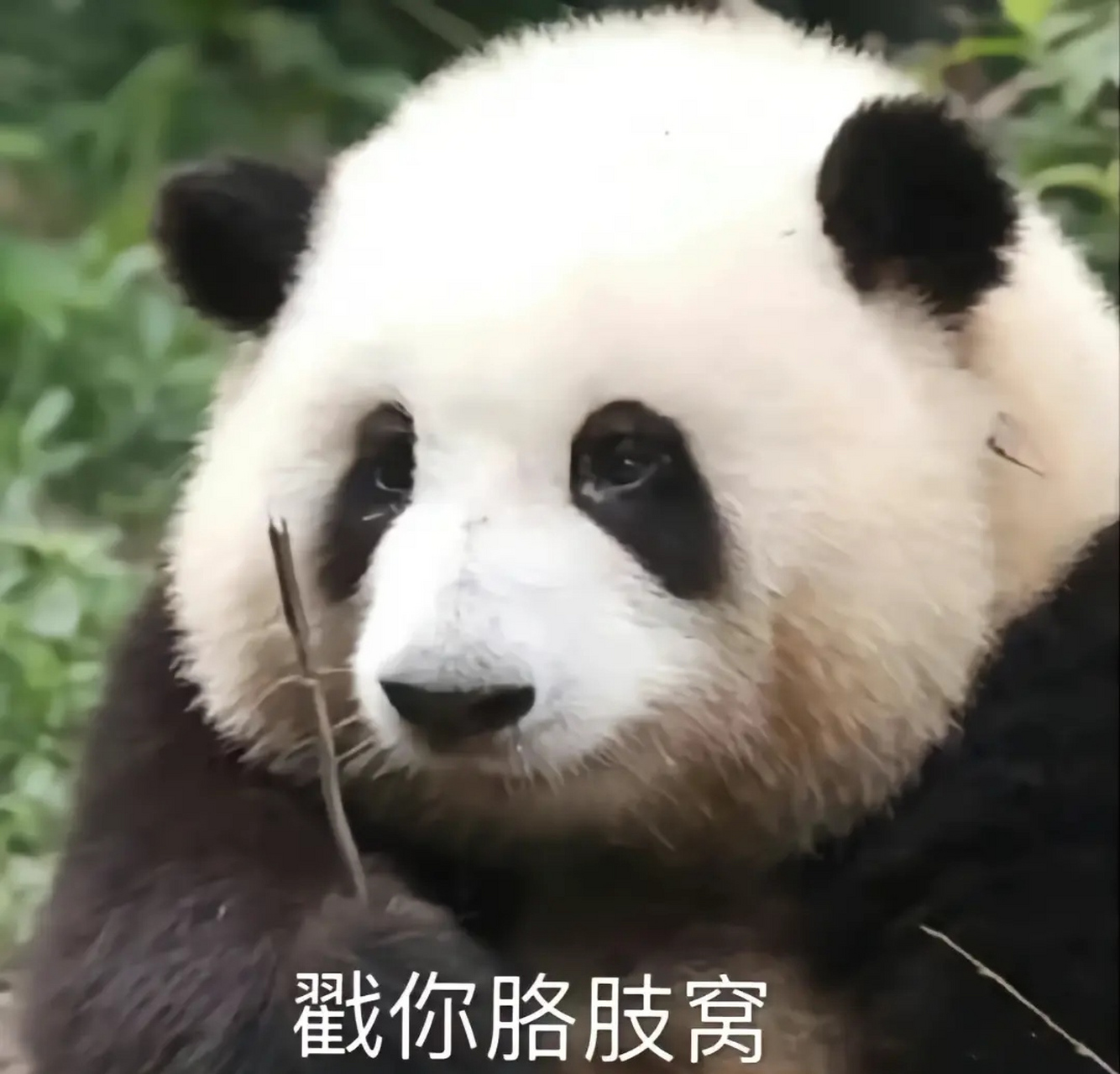 给大家送一波国宝表情包,就说这个样子确实很萌[大笑]