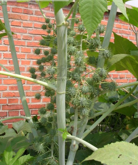 随处可见的农作物,蓖麻怎么就成为生化武器?蓖麻种植怎么少了?