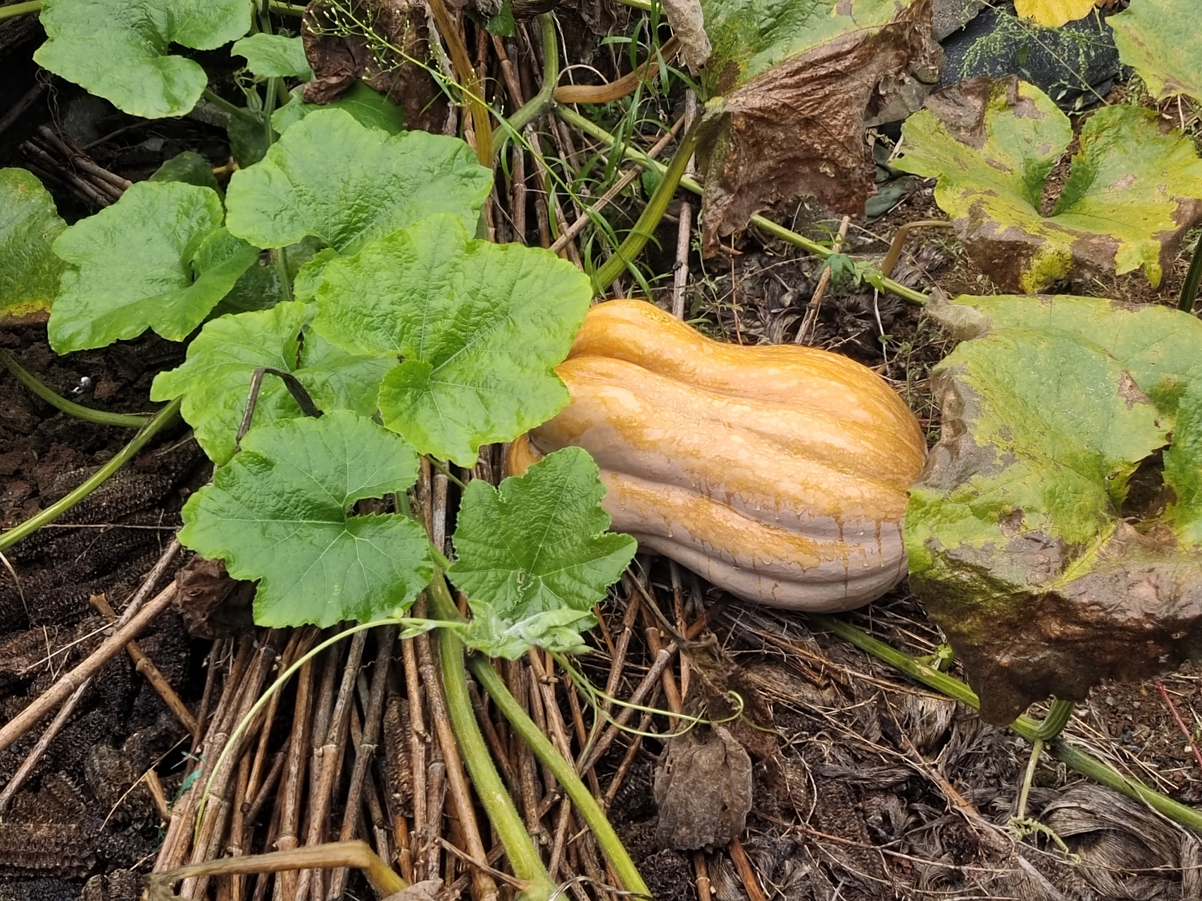 倭瓜——农村特别常见的一种瓜 倭瓜在农村很常见,上网查了一下,它