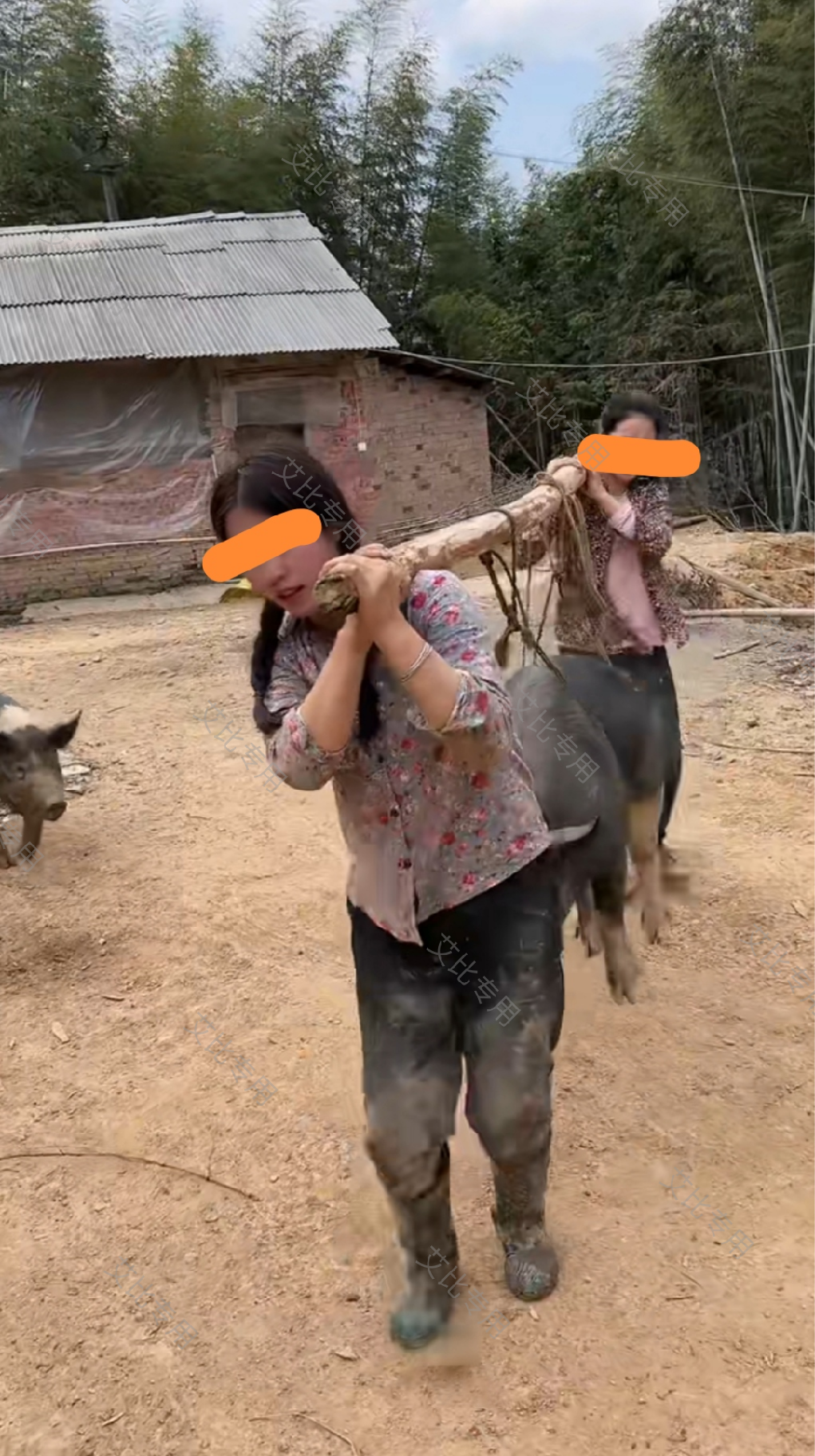 两人抬猪图片图片