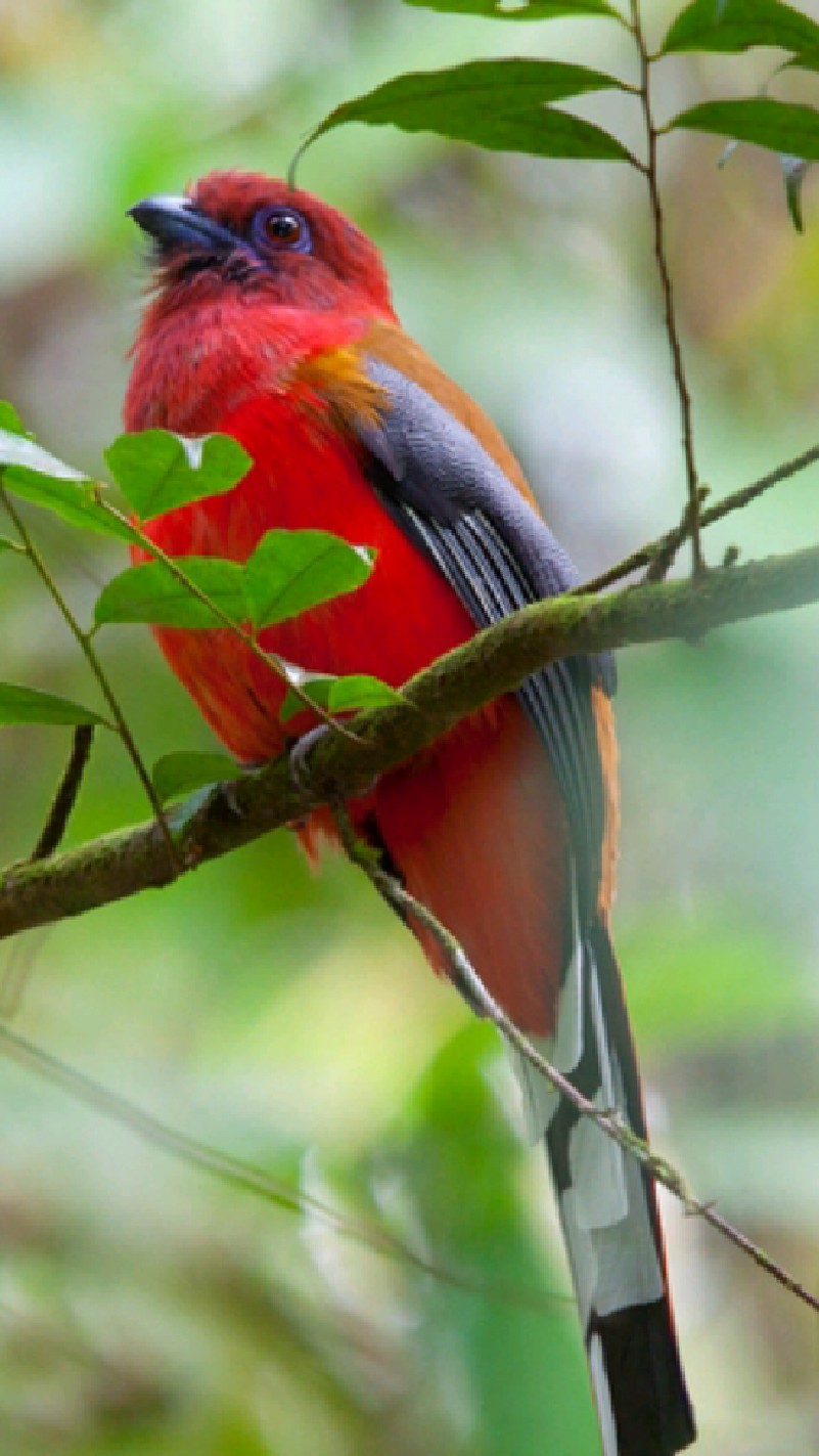可爱的小红鸟-红头咬鹃