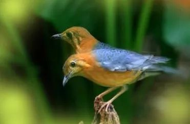 佛教故事:共命鸟的启示