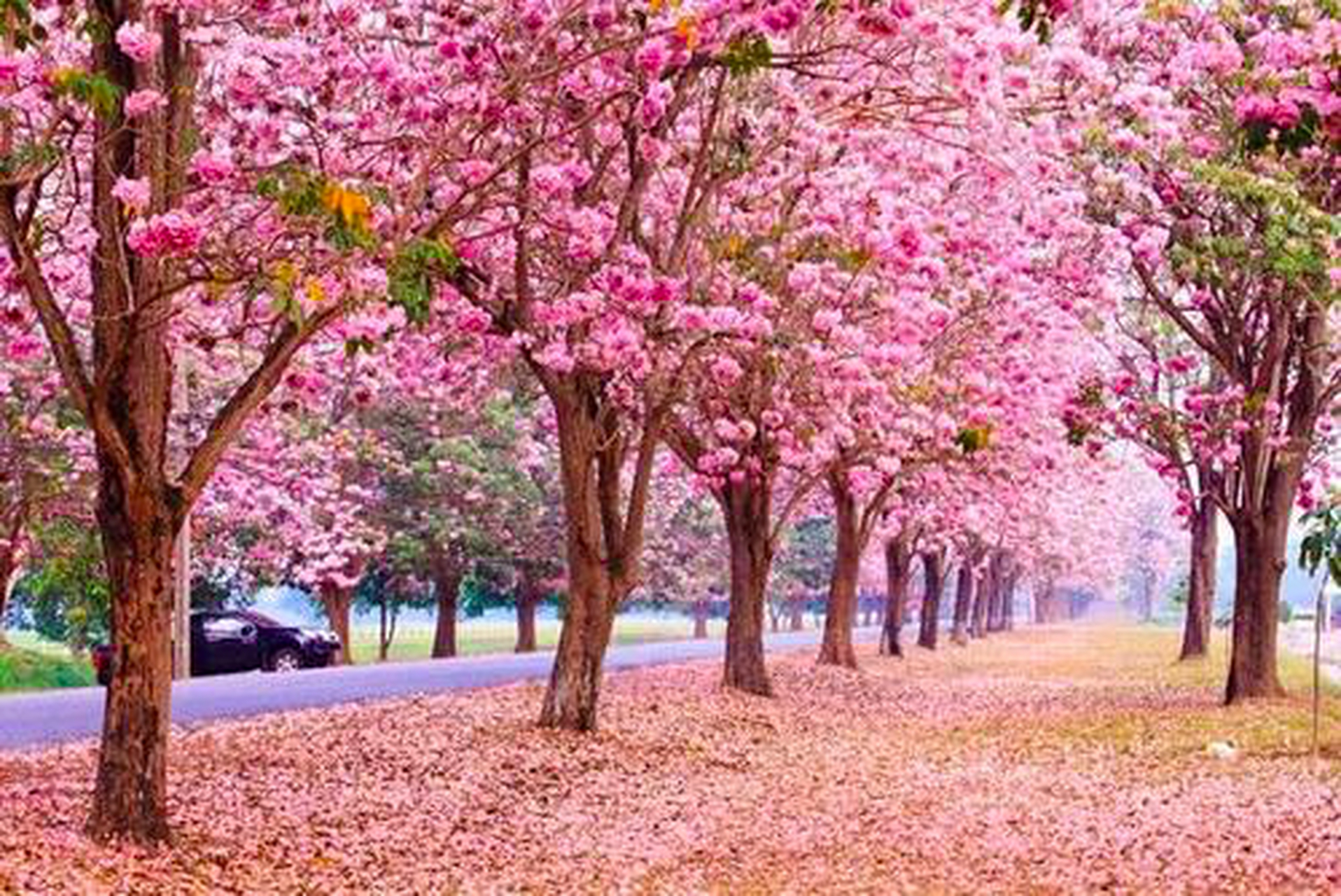 一年一度的鹤壁樱花节明天正式开幕.河南赏樱花,首选必须是鹤壁.