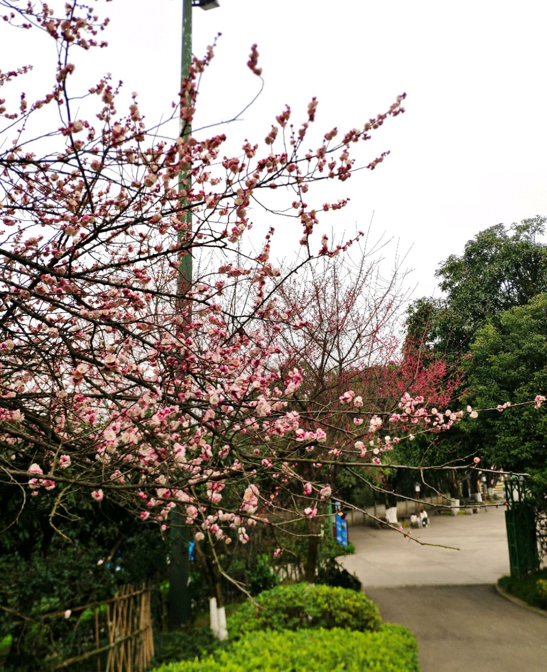 鸿恩寺公园樱花开了