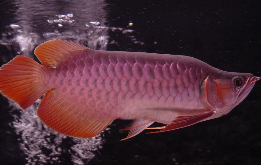 龙鱼鳞片养护指南:保持健康闪亮的鳞甲