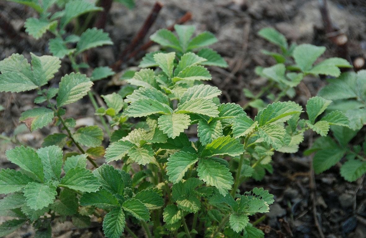 仙鹤草——治嗜睡!一味药上见功夫