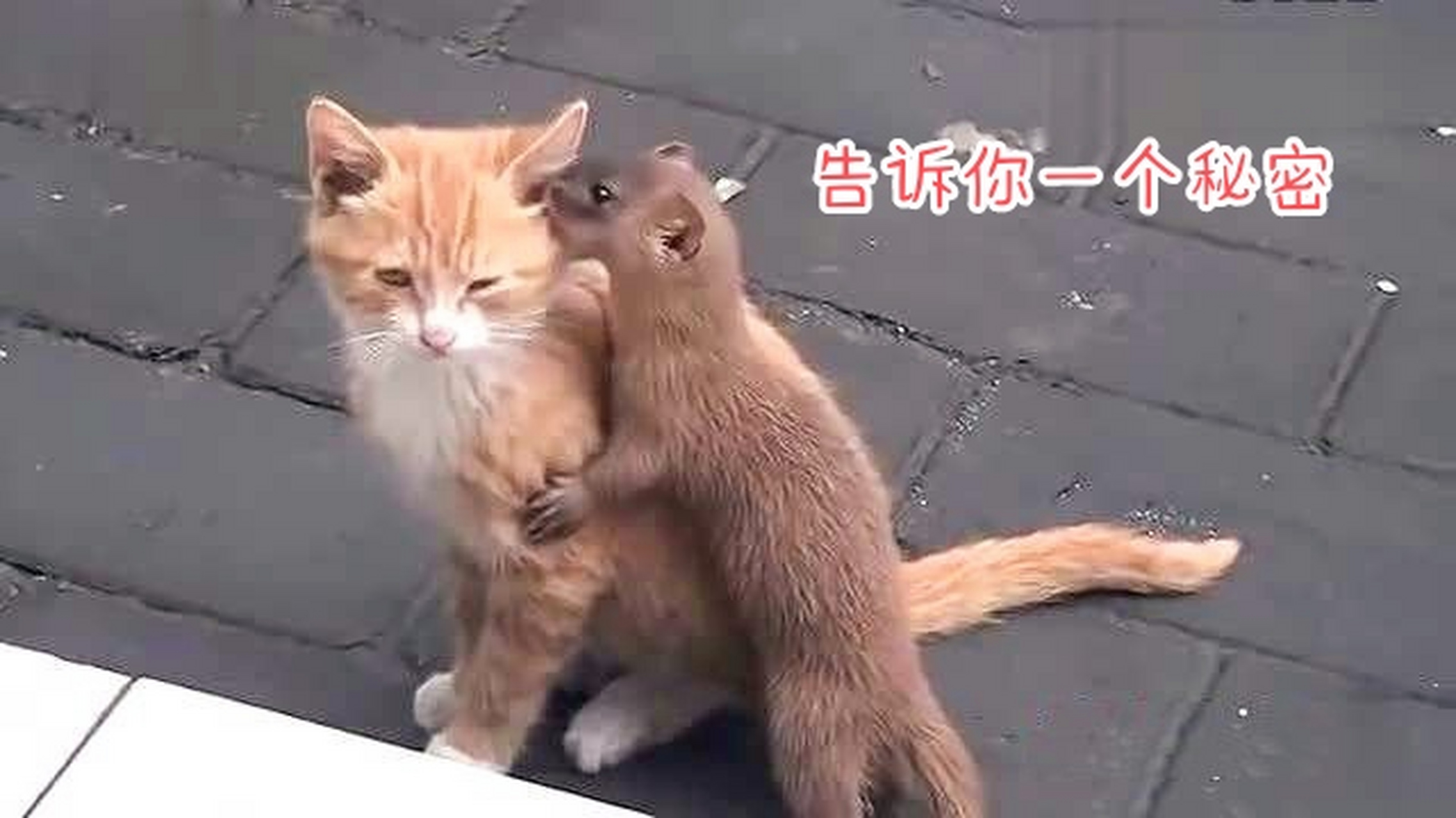 黄鼠狼给猫咪说悄悄话.#趣图搞笑# #动物趣图