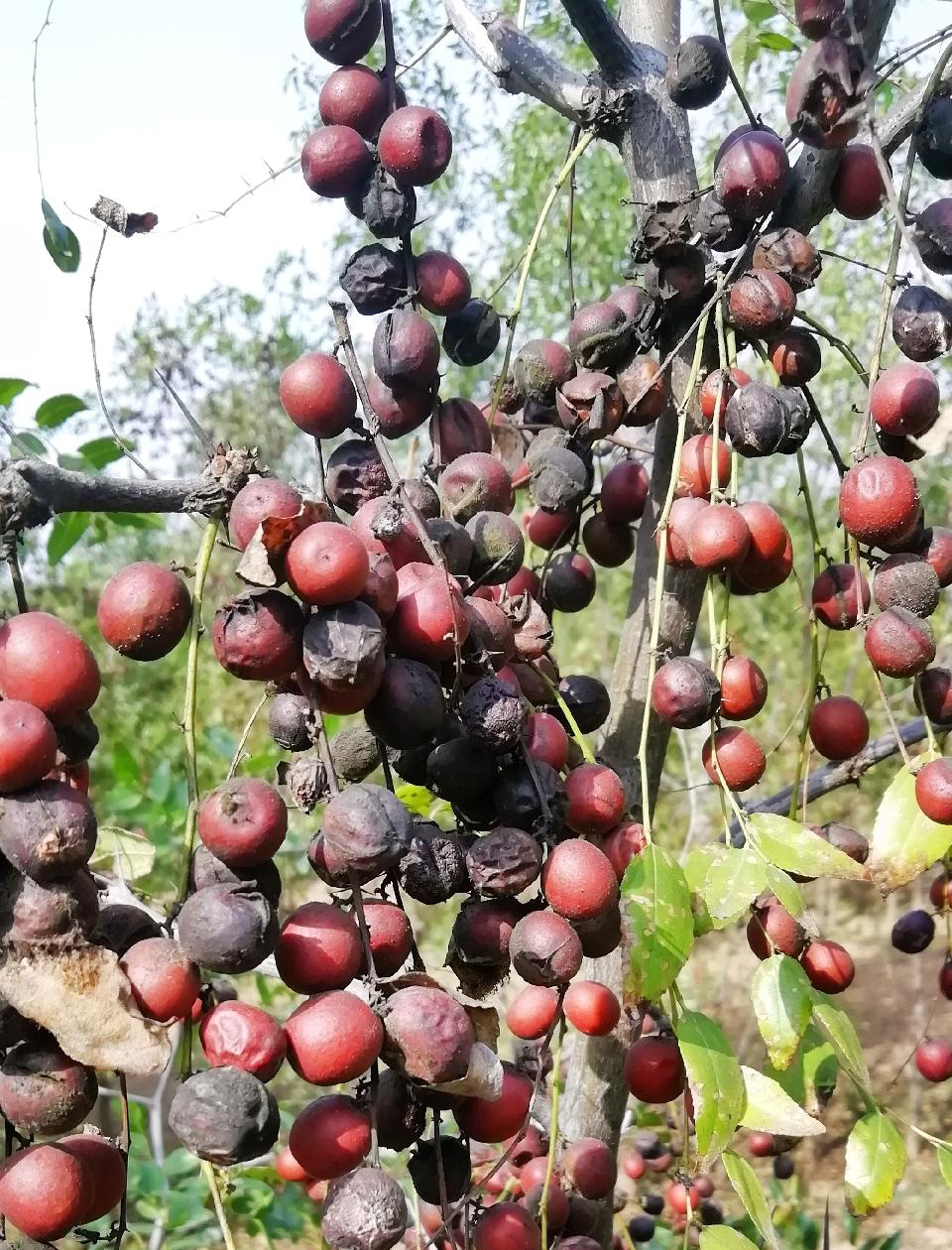 药用酸枣新品种