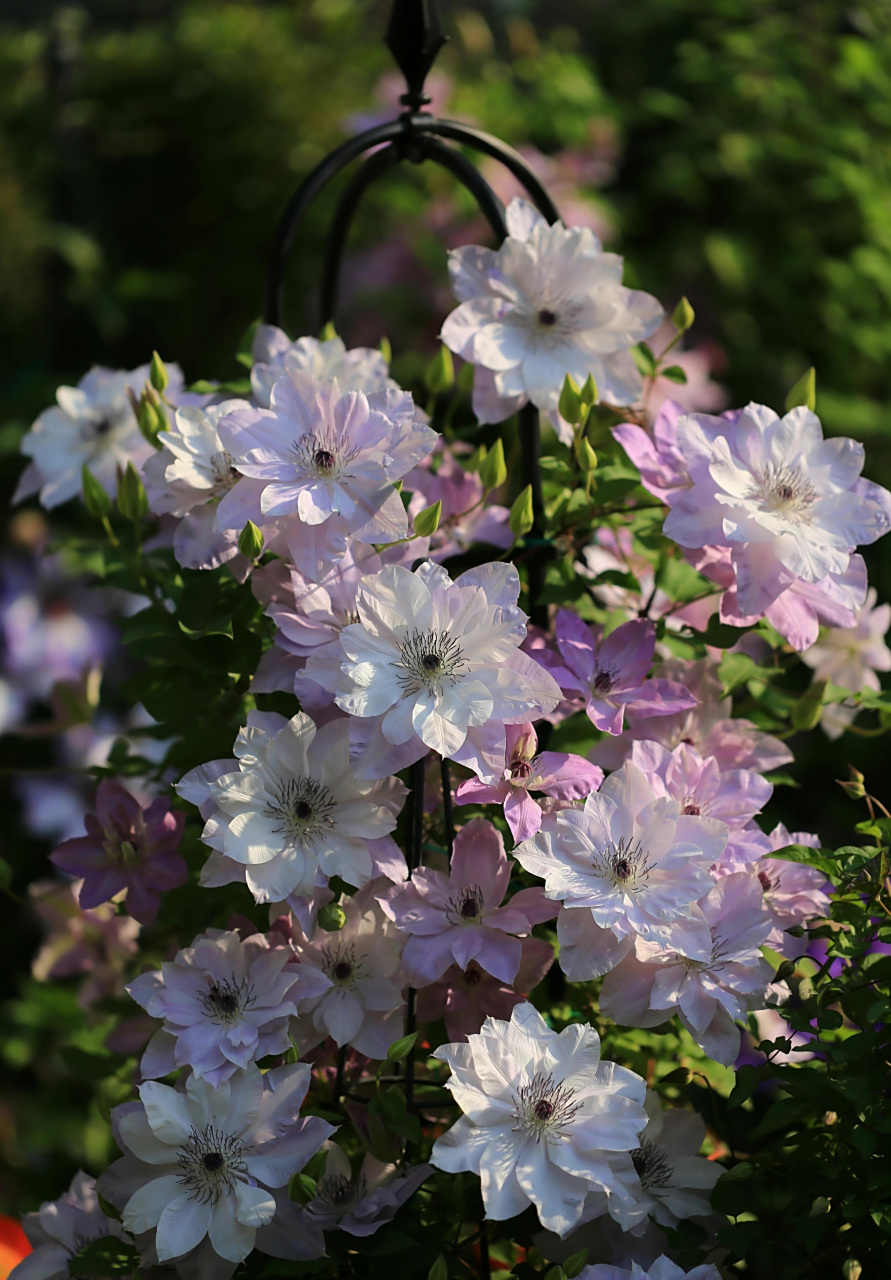 铁线莲"倒影",是铁线莲中的颜值霸主,它的美随便一拍就可以封神的存在