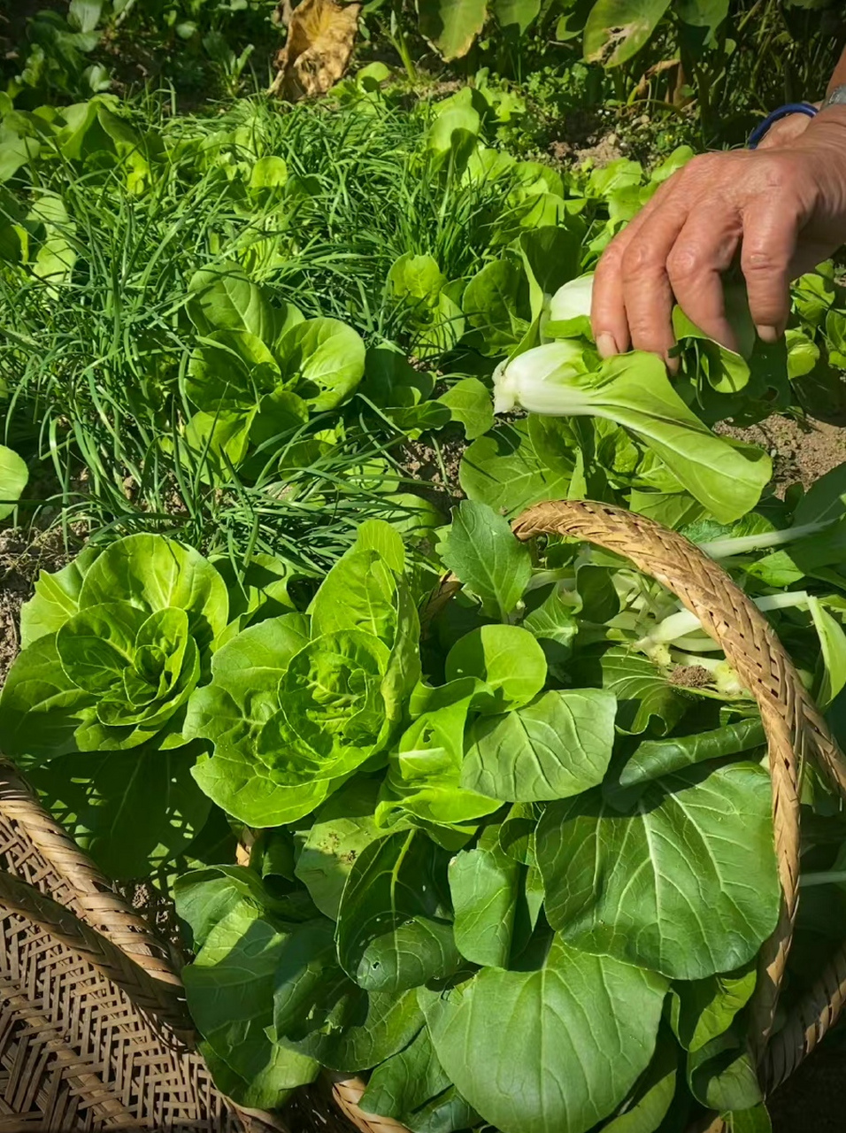 朴实无华的农村生活,你们羡慕了没有?