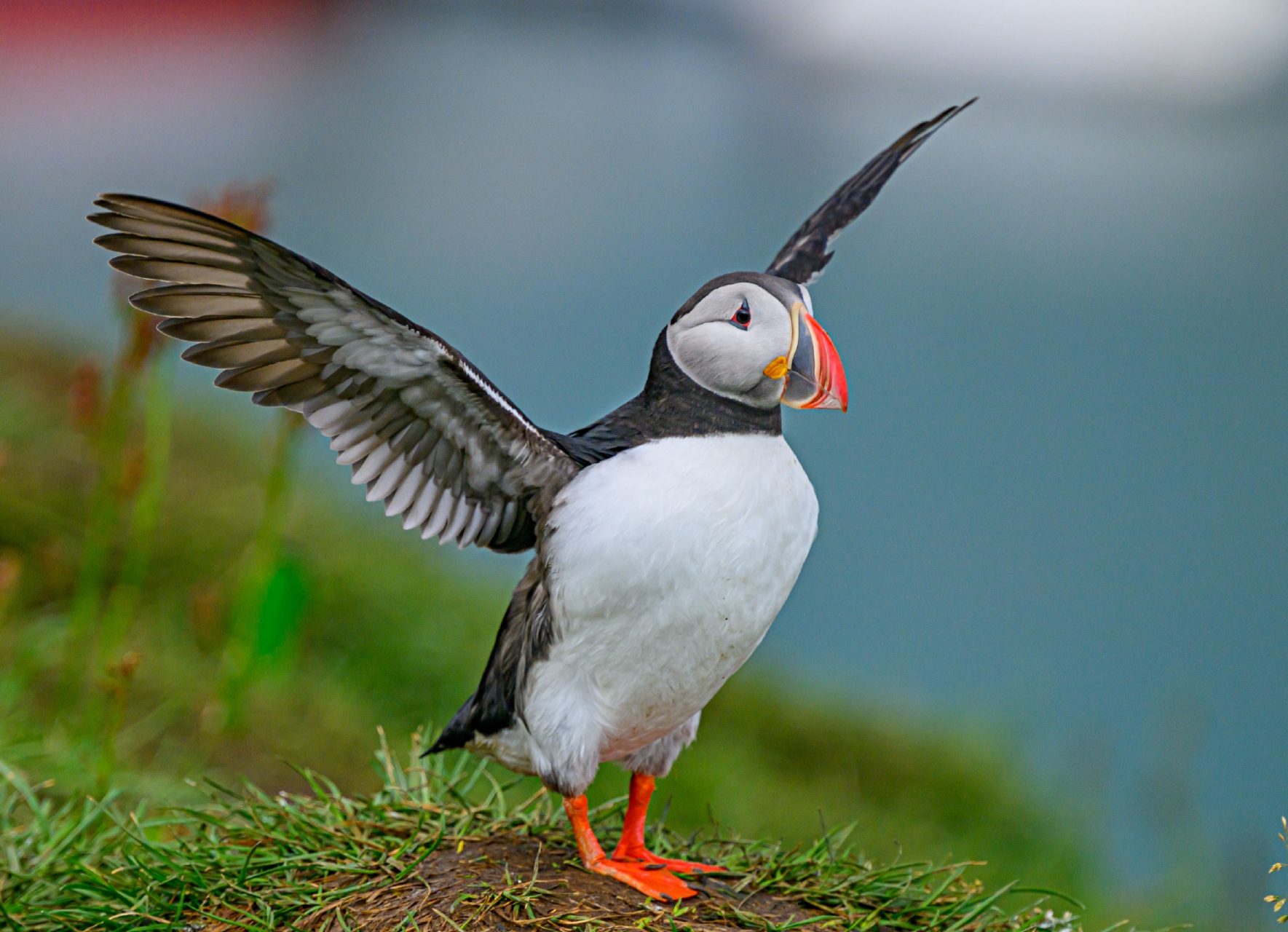 一组冰岛呆萌的北极海鹦. 年纪轻轻,不要把碌碌无为称为岁月静好.