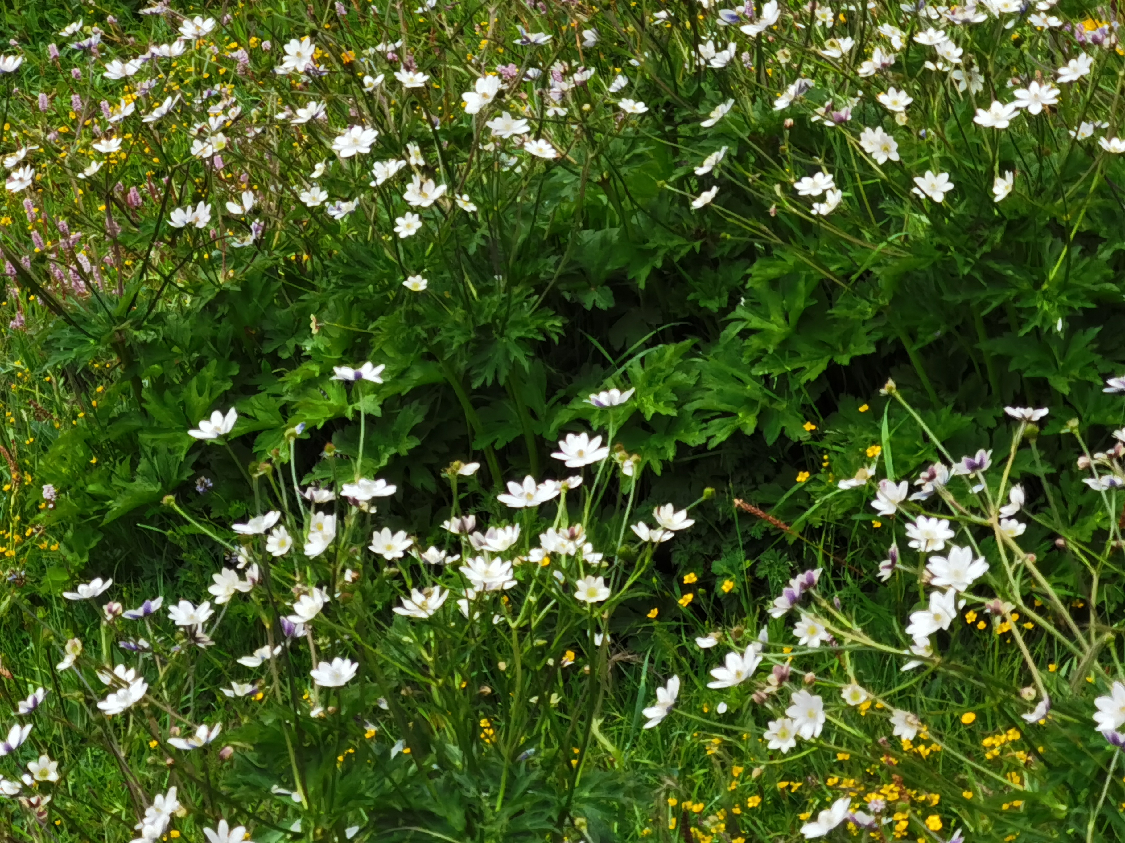 鹅掌草,别名林荫银莲花,多生长于海拔上,山沟边,林木下,草坡上,颜色