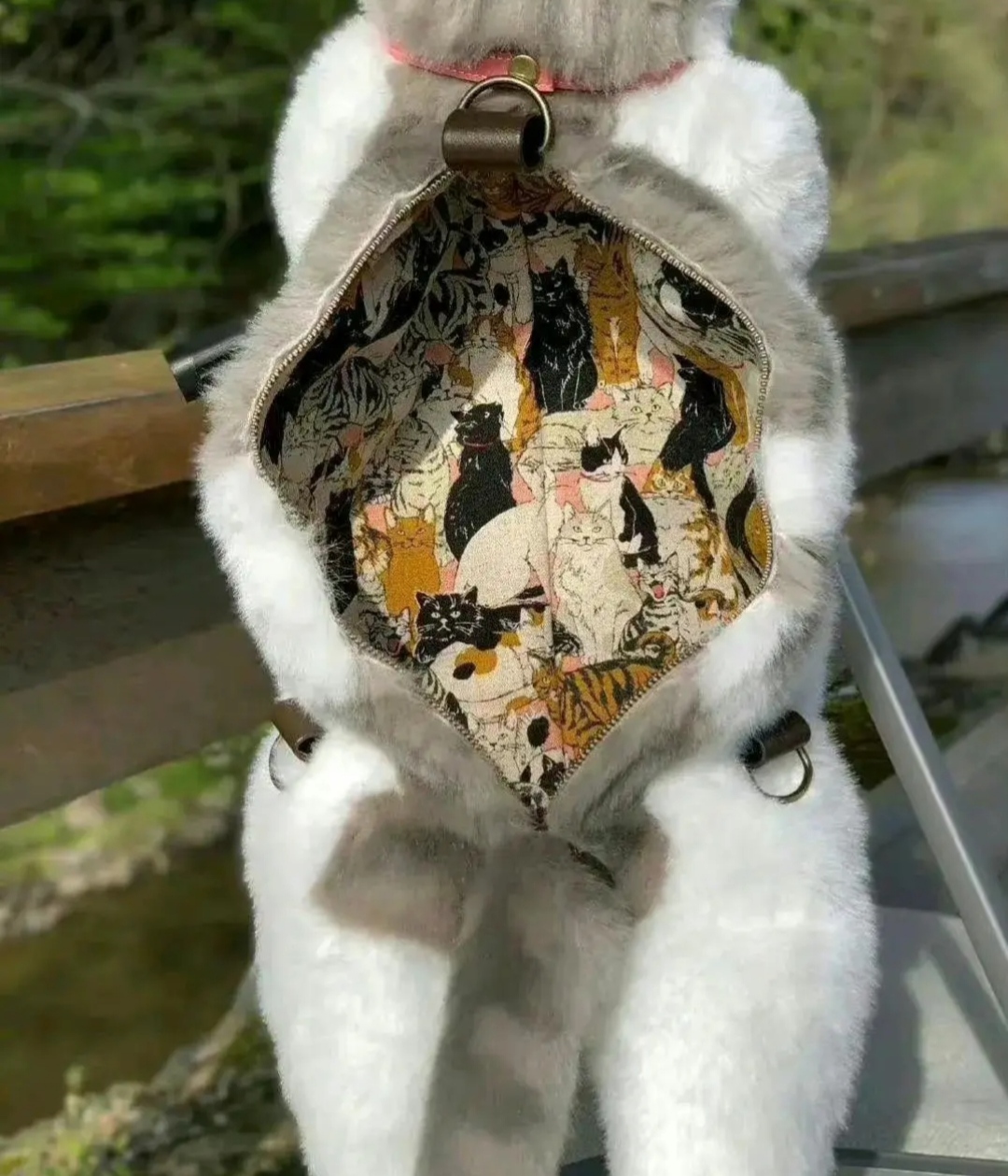 假猫图片