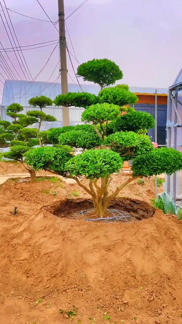 瓜子黄杨造型树四季常青不落叶耐寒耐旱南北方都可以栽植