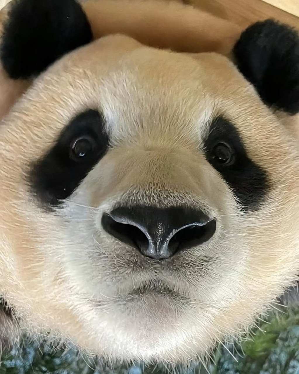 这个角度的福宝是哪个黑粉头子拍的? 67#本地美食推荐官