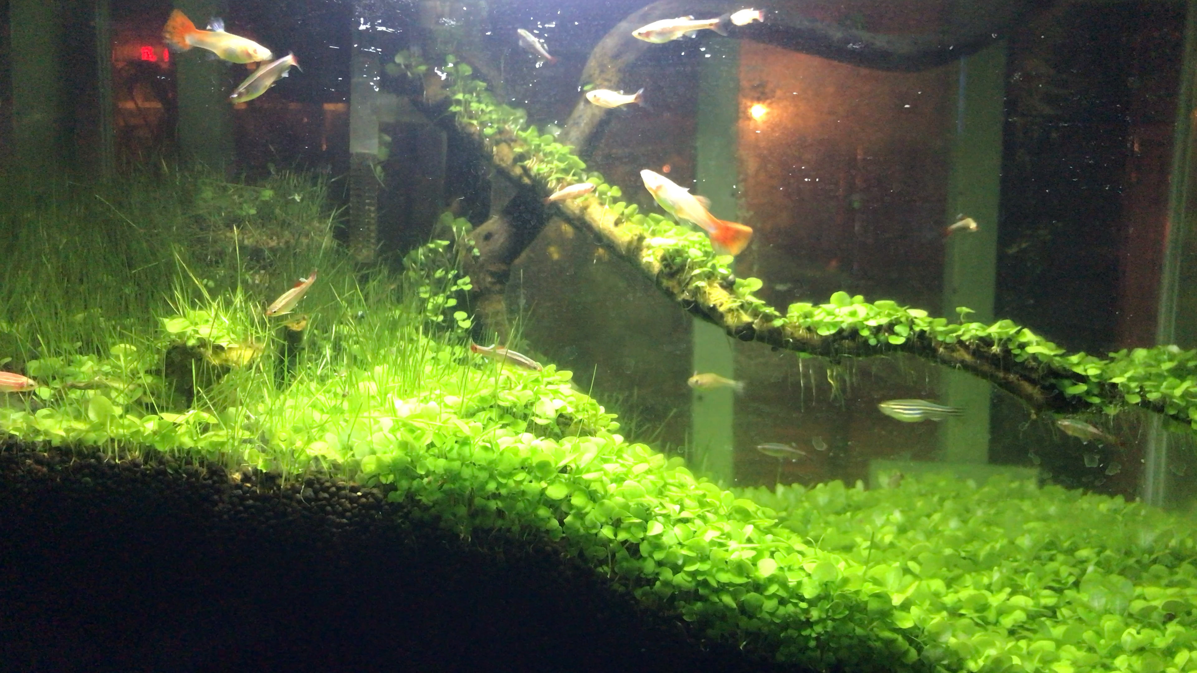 荷塘鱼趣真的存在