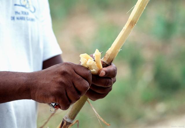 不要的甘蔗渣,成为印度人的摇钱树,中国为何不效仿?